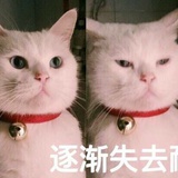 摸鱼的猫猫