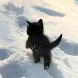 糯叽小猫