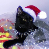 情人越多越气派