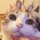 曌