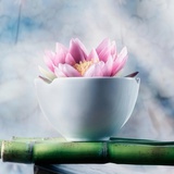粉莲叠翠