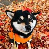Wangilheum