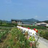 红豆