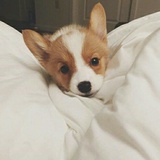 钱来也