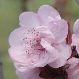 阿宅linda