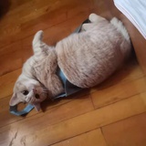 危楼高百尺xy