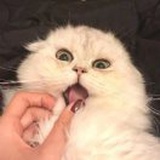 Y.