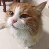 牙牙