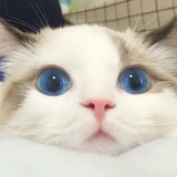 井上步