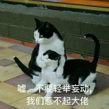 猪小贤