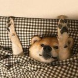 人生皆苦