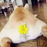 魏博牙兵