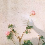 清清