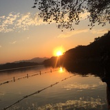 田田木