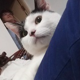顾小包包