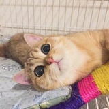 谭小果