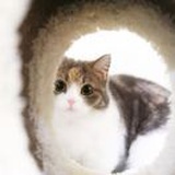 南衣。