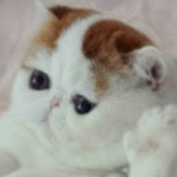 小青