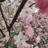 狂花落叶