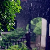 开花的树