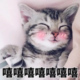 正义的猫咪