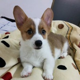 家有萌宠