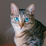UU