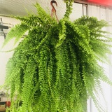 戒不掉你的爱
