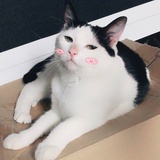 菠萝贼甜
