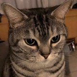 呆呆熊