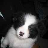 Colt