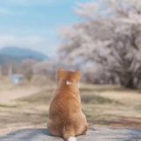 坐南朝北