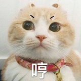 狸狸猫