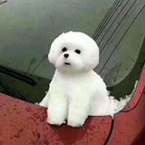 李沐白