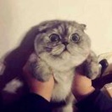 真菌团子桑