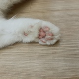 子月
