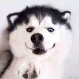 懒卫