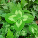 clover
