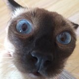 居千凡