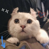 张六一 呀