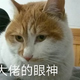 李狗蛋橘猫