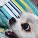 HUAHUA