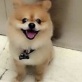 丽