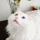 裴总