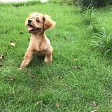 Hola