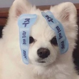 害羞奶球yo