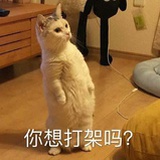 机智的猪