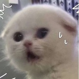 小顽皮