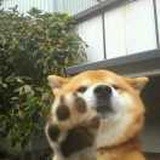 斯内徳