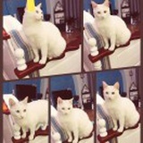 舟舟
